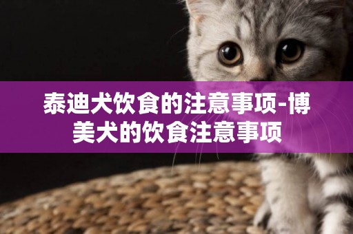 泰迪犬飲食的注意事項-博美犬的飲食注意事項