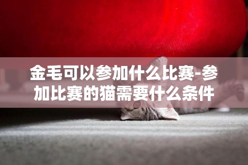 金毛可以參加什么比賽-參加比賽的貓需要什么條件