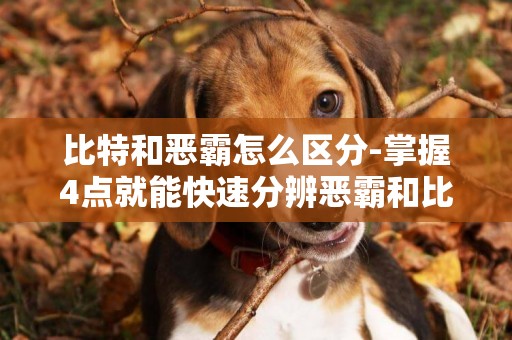 比特和惡霸怎么區分-掌握4點就能快速分辨惡霸和比特