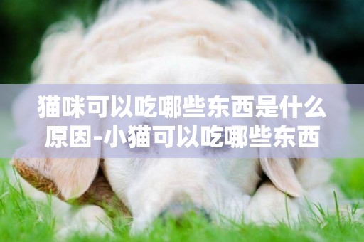貓咪可以吃哪些東西是什么原因-小貓可以吃哪些東西是什么顏色