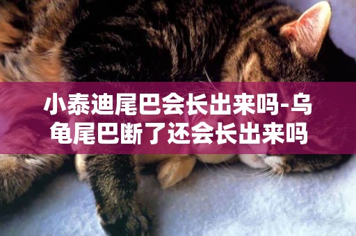 小泰迪尾巴會長出來嗎-烏龜尾巴斷了還會長出來嗎