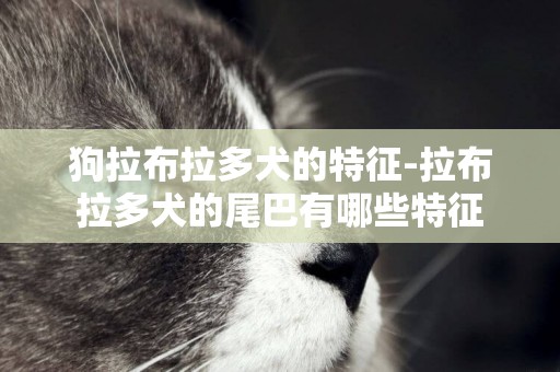 狗拉布拉多犬的特征-拉布拉多犬的尾巴有哪些特征