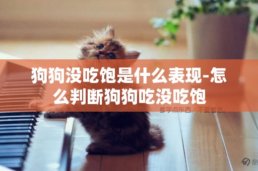 狗狗沒吃飽是什么表現-怎么判斷狗狗吃沒吃飽