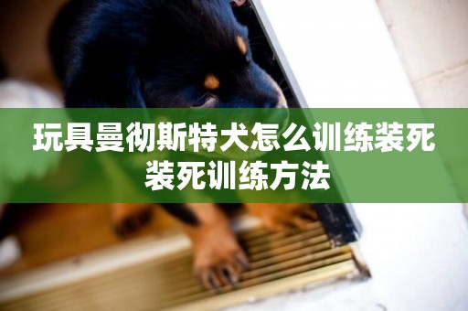玩具曼徹斯特犬怎么訓練裝死 裝死訓練方法