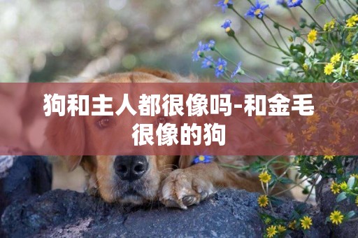 狗和主人都很像嗎-和金毛很像的狗