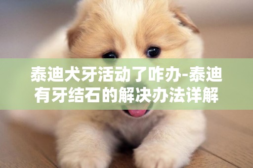 泰迪犬牙活動了咋辦-泰迪有牙結石的解決辦法詳解