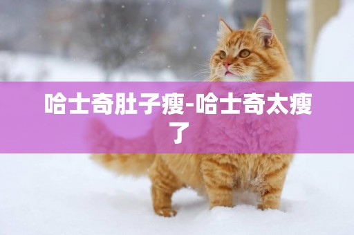哈士奇肚子瘦-哈士奇太瘦了