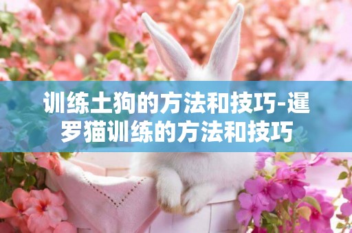 訓練土狗的方法和技巧-暹羅貓訓練的方法和技巧