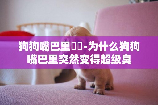 狗狗嘴巴里潰瘍-為什么狗狗嘴巴里突然變得超級臭