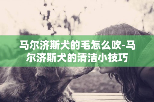 馬爾濟斯犬的毛怎么吹-馬爾濟斯犬的清潔小技巧