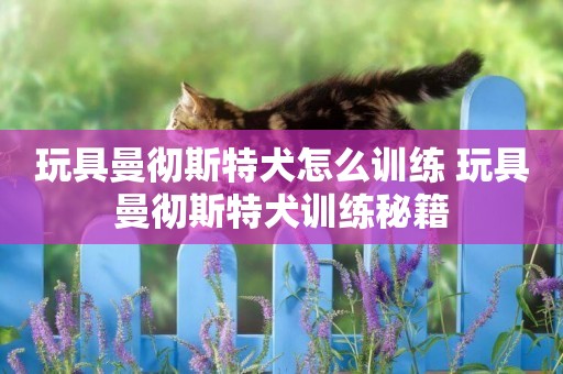 玩具曼徹斯特犬怎么訓練 玩具曼徹斯特犬訓練秘籍