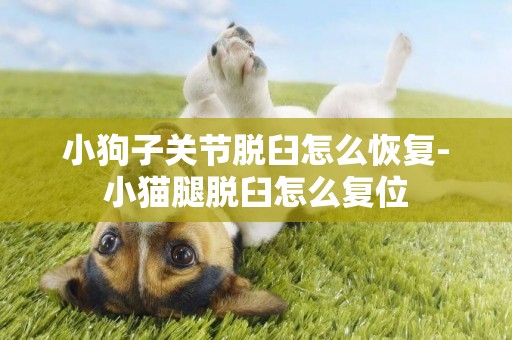 小狗子關節脫臼怎么恢復-小貓腿脫臼怎么復位