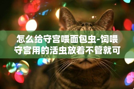 怎么給守宮喂面包蟲-飼喂守宮用的活蟲放著不管就可以
