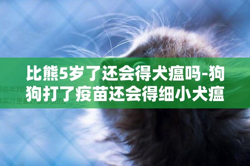 比熊5歲了還會得犬瘟嗎-狗狗打了疫苗還會得細小犬瘟嗎