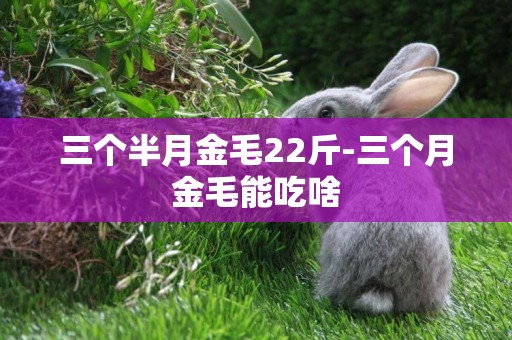 三個半月金毛22斤-三個月金毛能吃啥