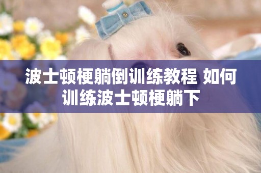 波士頓梗躺倒訓練教程 如何訓練波士頓梗躺下