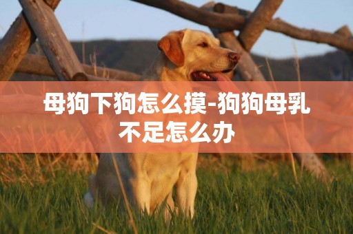 母狗下狗怎么摸-狗狗母乳不足怎么辦