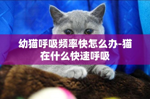 幼貓呼吸頻率快怎么辦-貓在什么快速呼吸