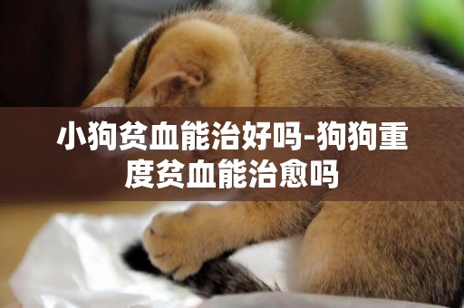 小狗貧血能治好嗎-狗狗重度貧血能治愈嗎