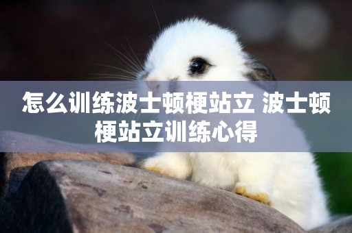 怎么訓練波士頓梗站立 波士頓梗站立訓練心得