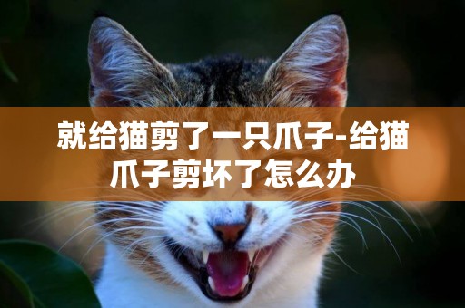 就給貓剪了一只爪子-給貓爪子剪壞了怎么辦