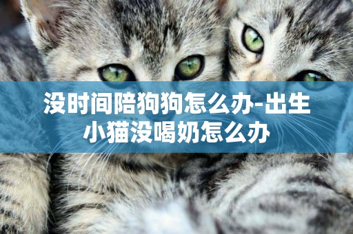 沒時間陪狗狗怎么辦-出生小貓沒喝奶怎么辦