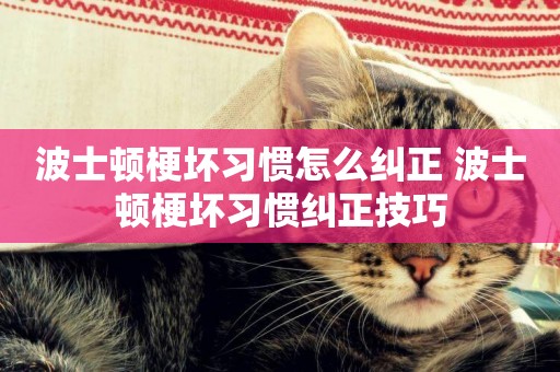 波士頓梗壞習慣怎么糾正 波士頓梗壞習慣糾正技巧