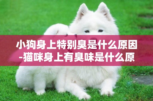 小狗身上特別臭是什么原因-貓咪身上有臭味是什么原因
