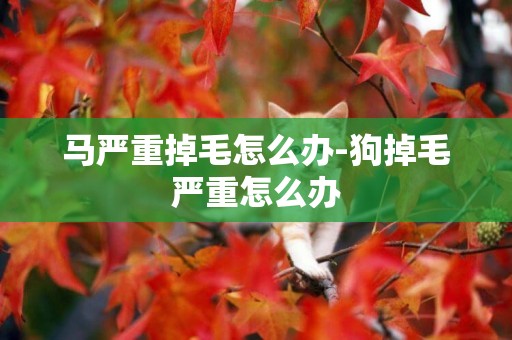 馬嚴重掉毛怎么辦-狗掉毛嚴重怎么辦