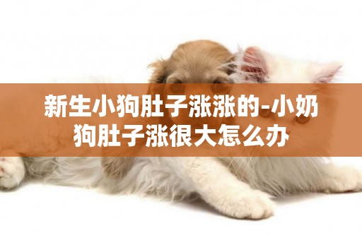 新生小狗肚子漲漲的-小奶狗肚子漲很大怎么辦