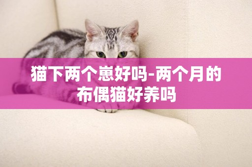貓下兩個崽好嗎-兩個月的布偶貓好養嗎