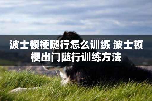 波士頓梗隨行怎么訓練 波士頓梗出門隨行訓練方法