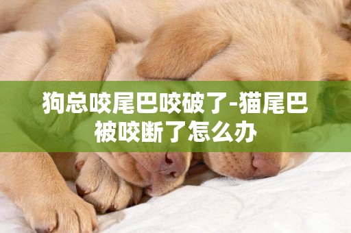 狗總咬尾巴咬破了-貓尾巴被咬斷了怎么辦