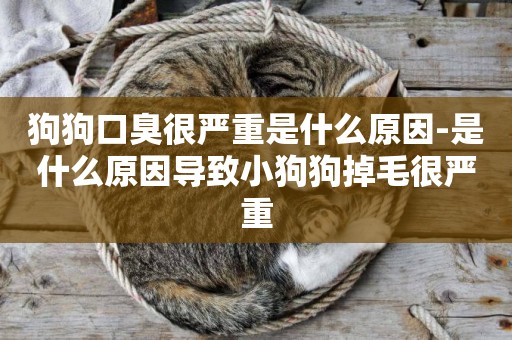 狗狗口臭很嚴重是什么原因-是什么原因導致小狗狗掉毛很嚴重