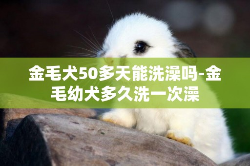 金毛犬50多天能洗澡嗎-金毛幼犬多久洗一次澡