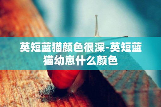 英短藍貓顏色很深-英短藍貓幼崽什么顏色