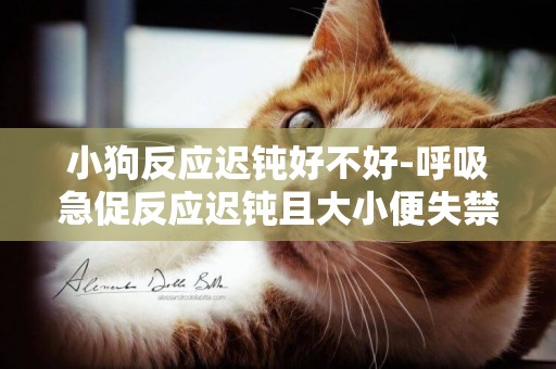小狗反應遲鈍好不好-呼吸急促反應遲鈍且大小便失禁