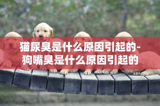 貓尿臭是什么原因引起的-狗嘴臭是什么原因引起的