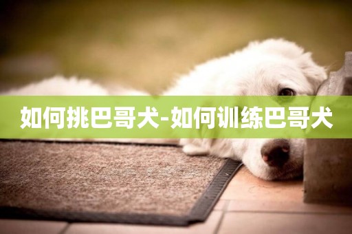 如何挑巴哥犬-如何訓練巴哥犬