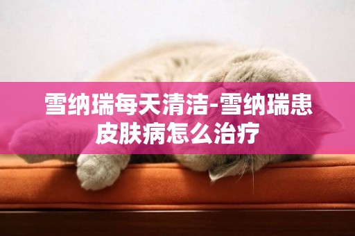 雪納瑞每天清潔-雪納瑞患皮膚病怎么治療