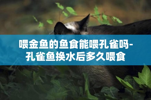 喂金魚的魚食能喂孔雀嗎-孔雀魚換水后多久喂食