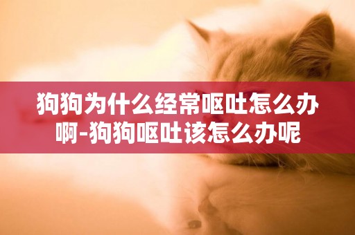 狗狗為什么經常嘔吐怎么辦啊-狗狗嘔吐該怎么辦呢