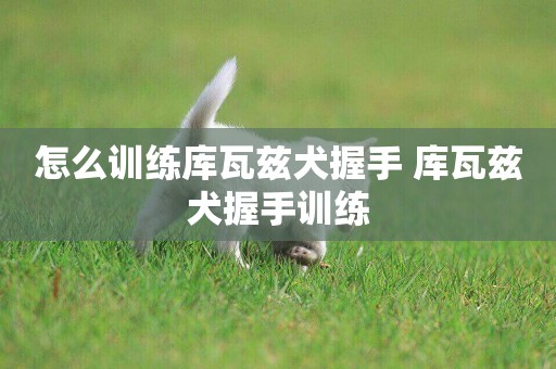 怎么訓練庫瓦茲犬握手 庫瓦茲犬握手訓練
