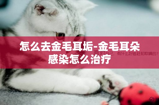 怎么去金毛耳垢-金毛耳朵感染怎么治療