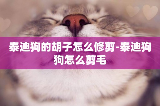 泰迪狗的胡子怎么修剪-泰迪狗狗怎么剪毛