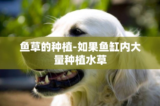 魚草的種植-如果魚缸內大量種植水草