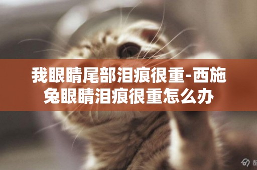 我眼睛尾部淚痕很重-西施兔眼睛淚痕很重怎么辦