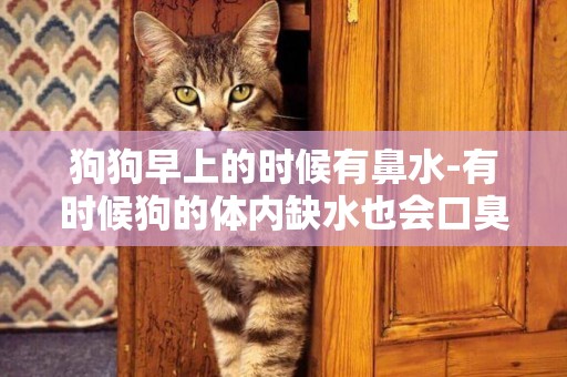 狗狗早上的時候有鼻水-有時候狗的體內缺水也會口臭
