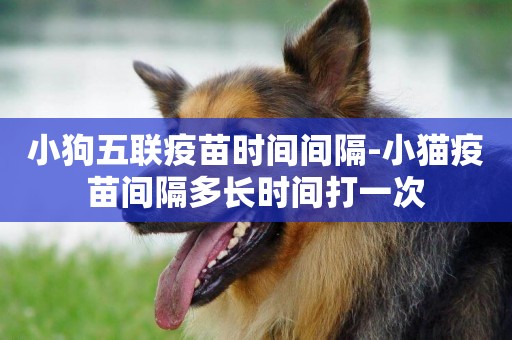 小狗五聯疫苗時間間隔-小貓疫苗間隔多長時間打一次