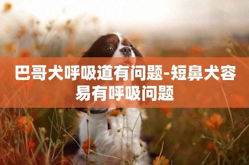 巴哥犬呼吸道有問題-短鼻犬容易有呼吸問題